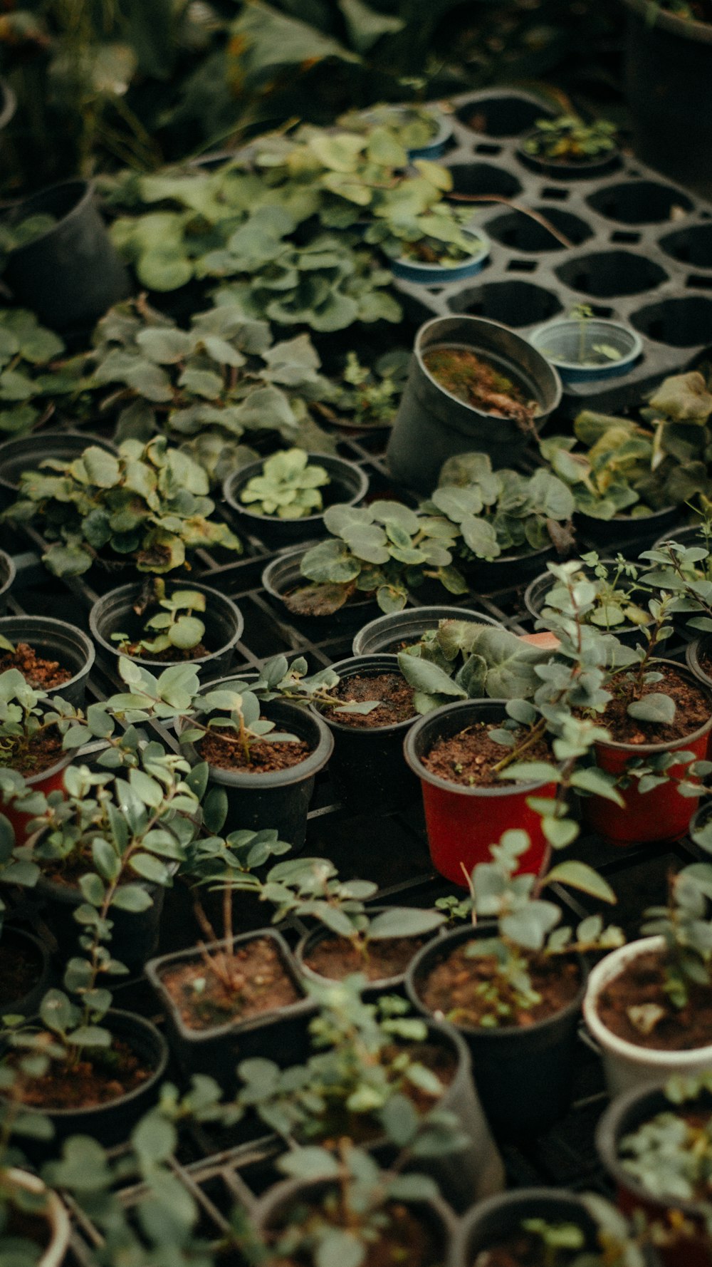 a group of plants in pots