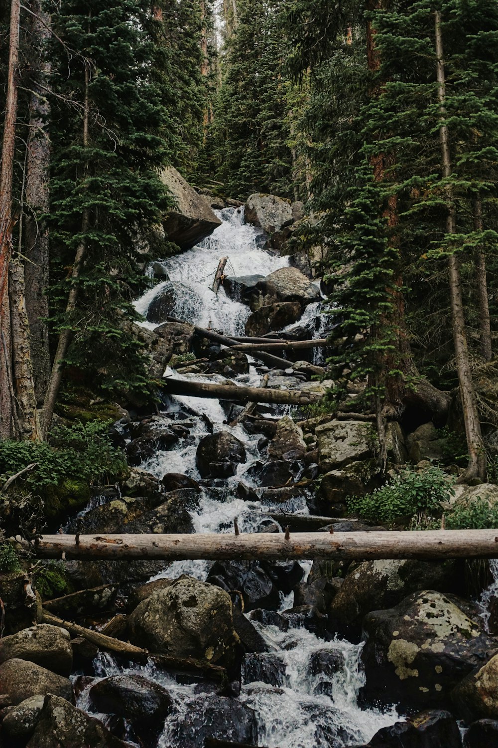 a stream in a forest