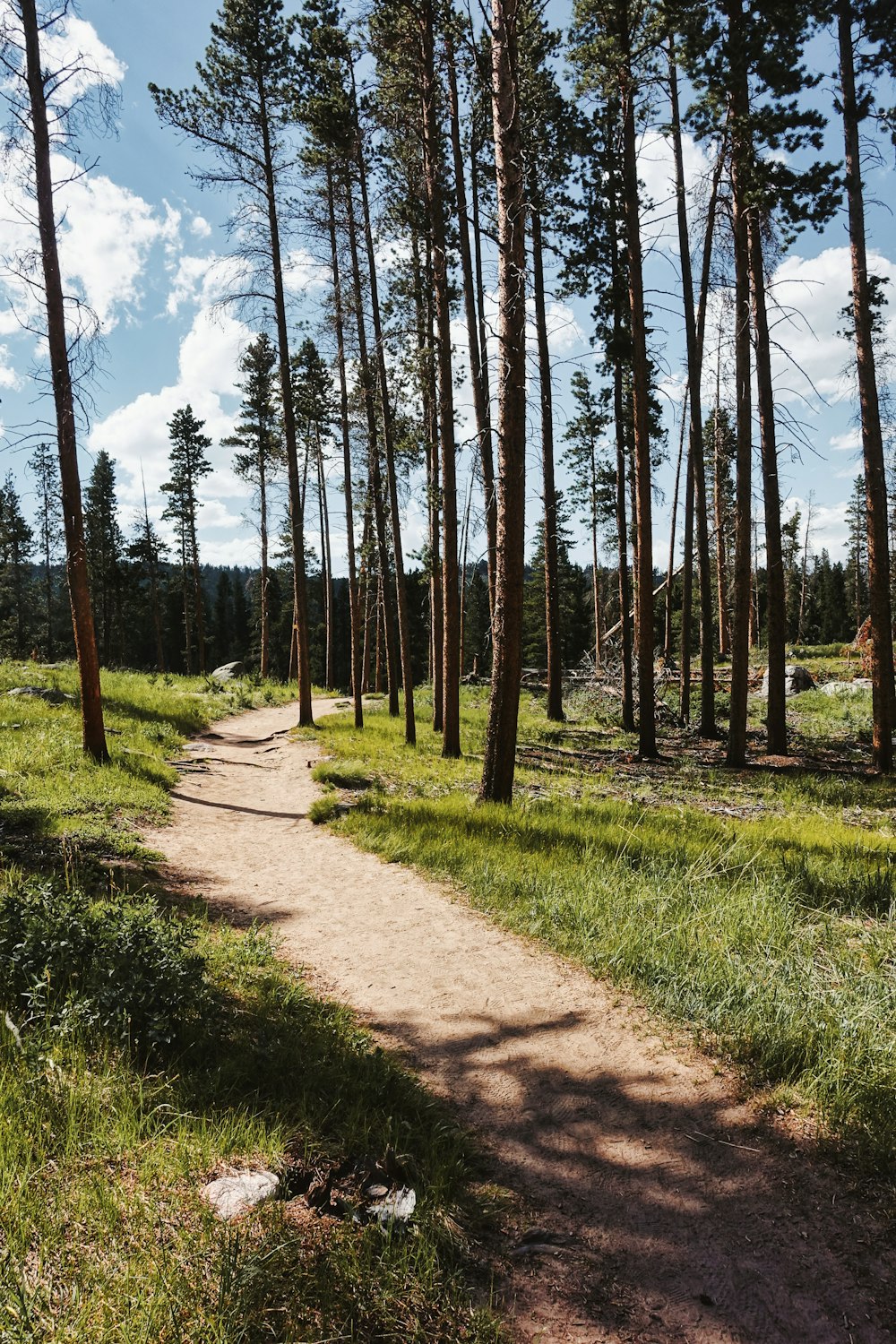 a dirt road surrounded by trees