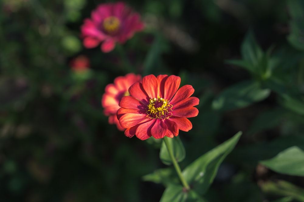 a red flower with green leaves