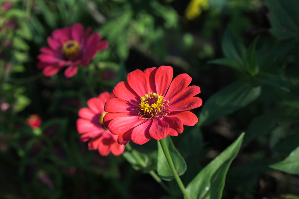 a group of red flowers