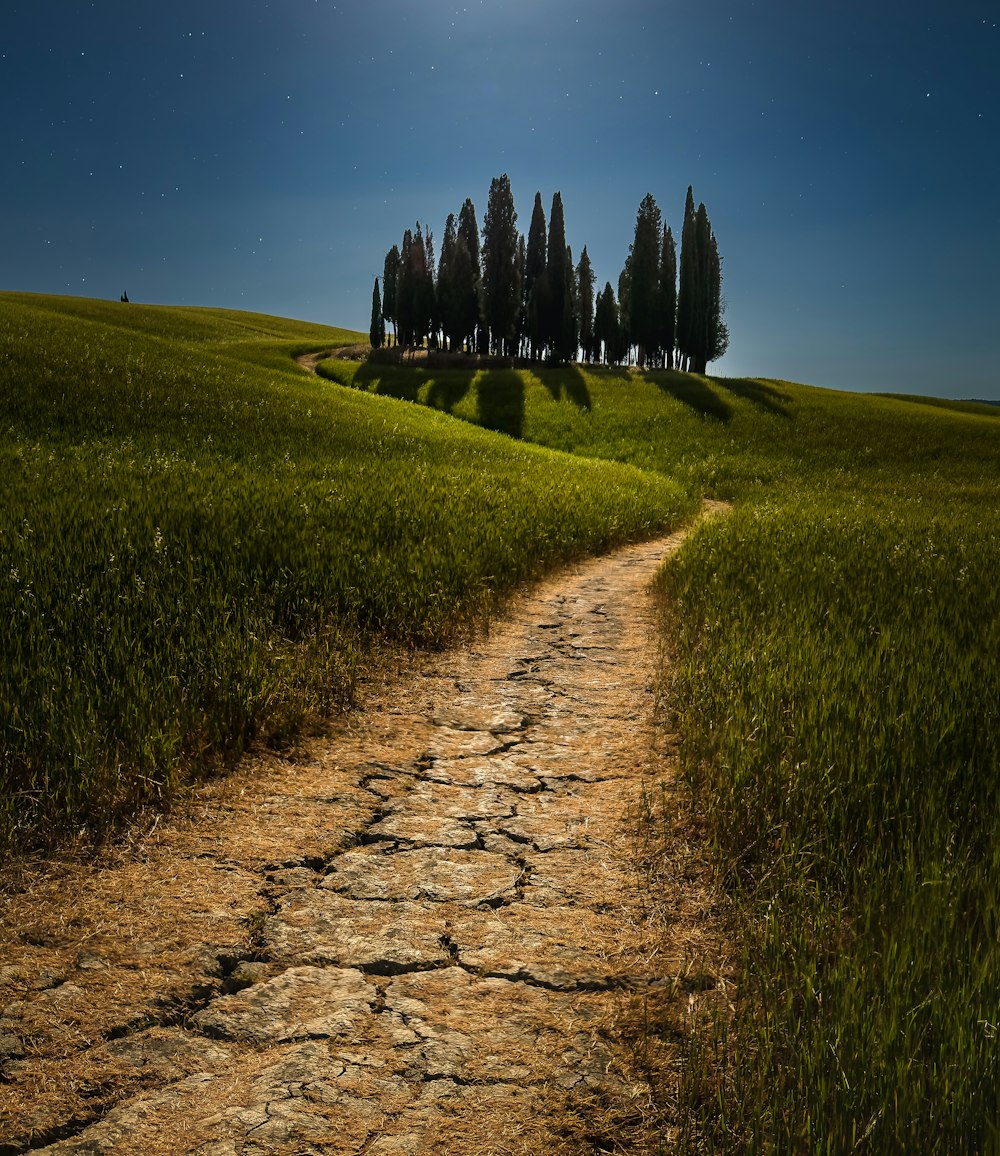 a dirt road with grass and trees on either side of it