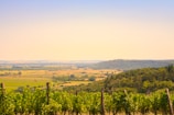 A picturesque vineyard in Mendoza surrounded by rolling hills.