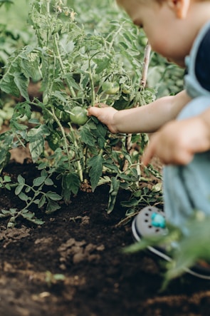 Kirit S Patel inspecting healthy tomato plants with rich, dark soil beneath.