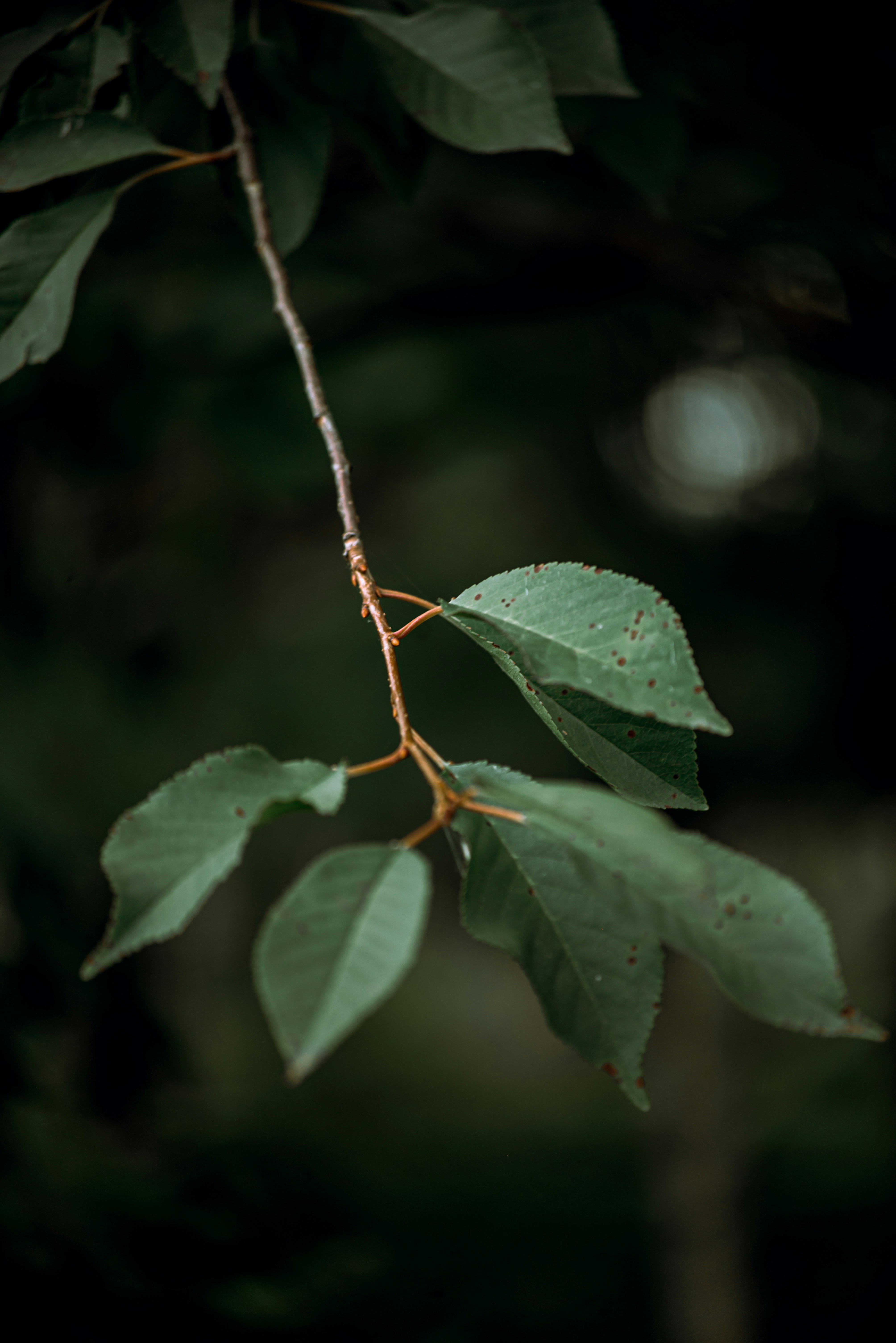 Photo by yauhenihancharenka