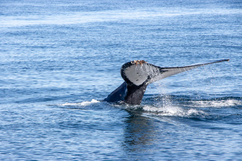 Small boat whale watching inflatable Sydney
