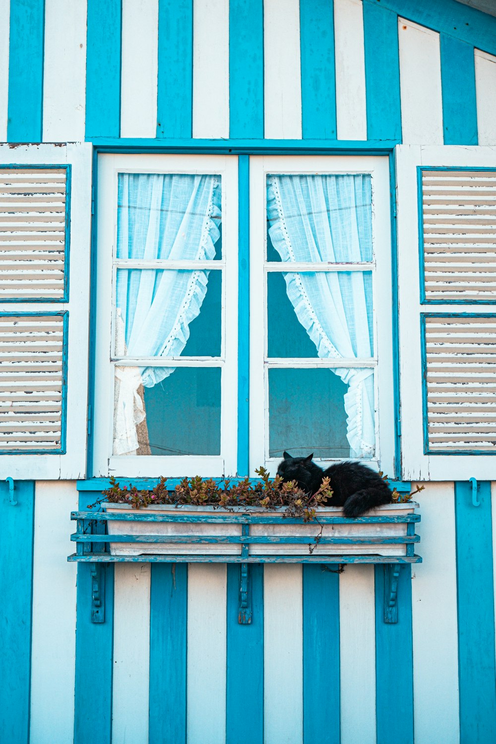 Un gato sentado en el alféizar de una ventana