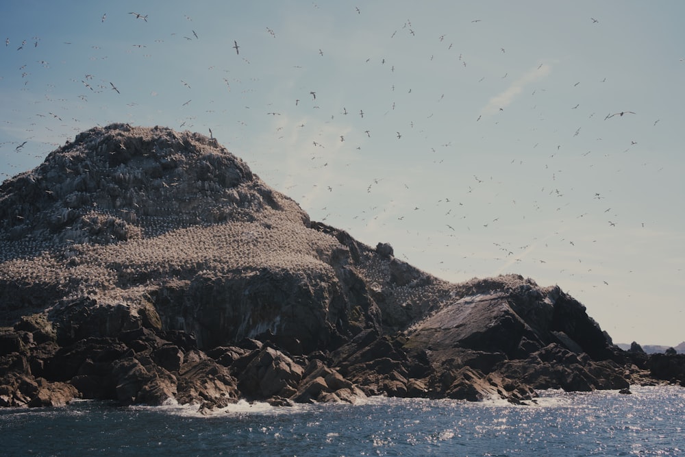 Uccelli che volano su una spiaggia rocciosa