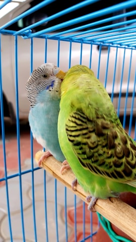 Two small birds perched closely together on a wooden stick inside a blue bar cage. One bird is blue with striped patterns on its head, while the other is green with black markings. The background includes a car and stone pavement.