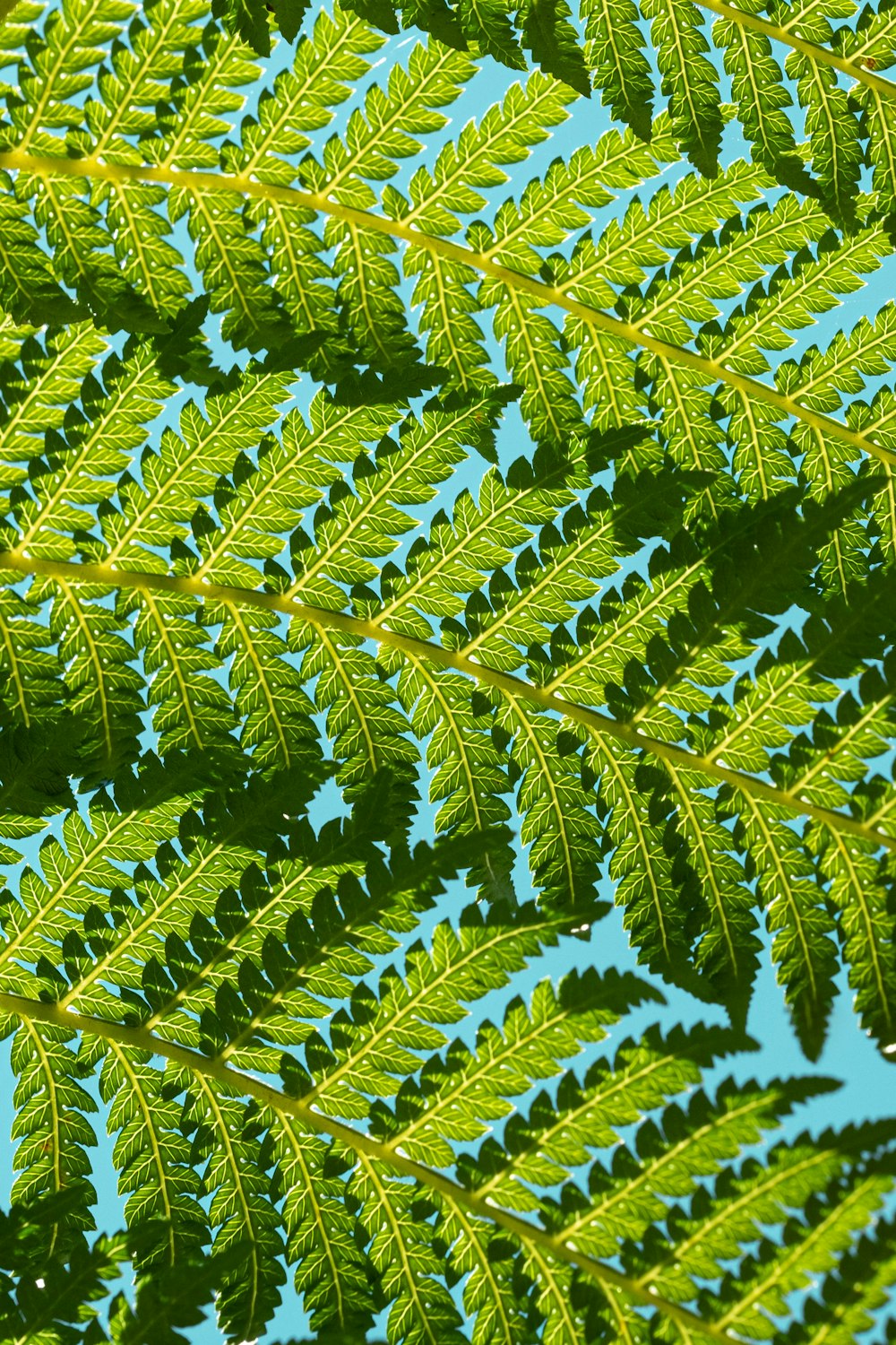 a close up of a tree branch