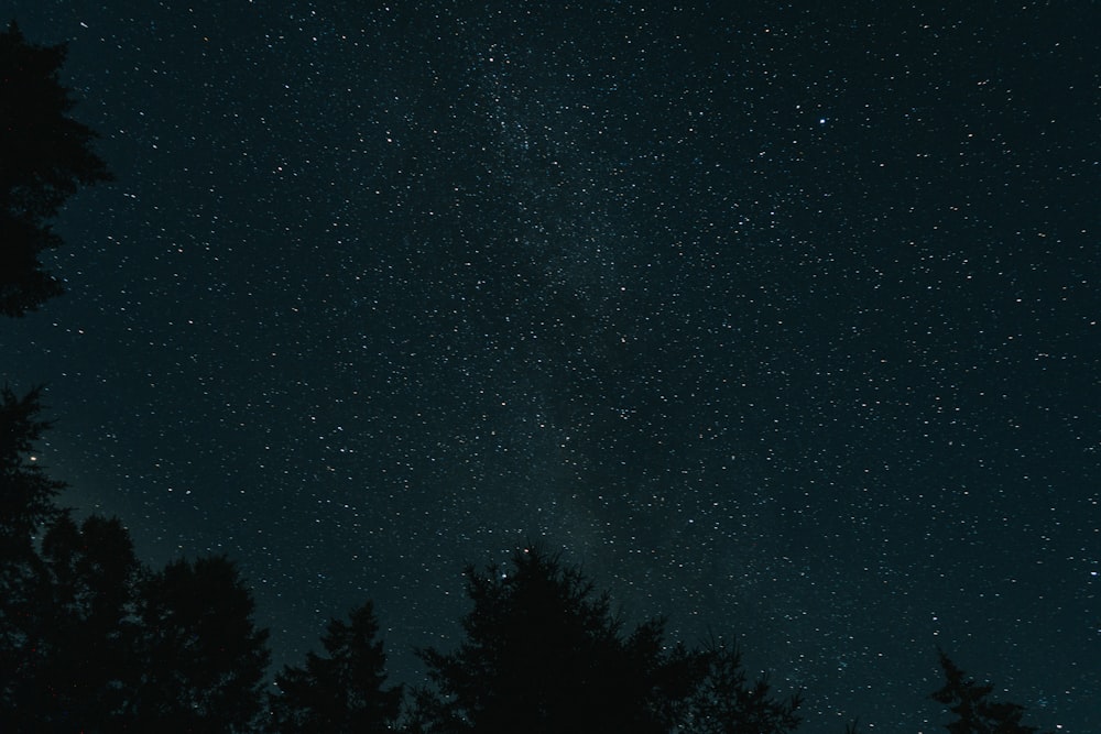 a starry night sky with trees