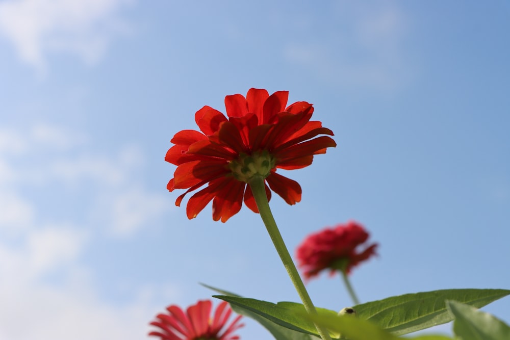 a close-up of a flower