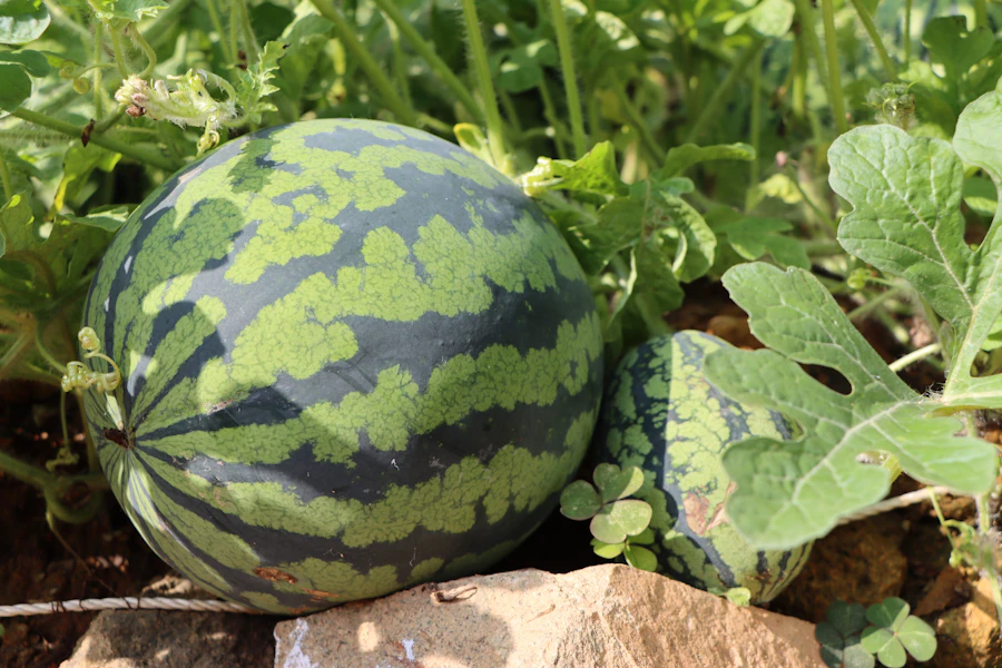 Citrullus lanatus — Kalahari melon growing in the field