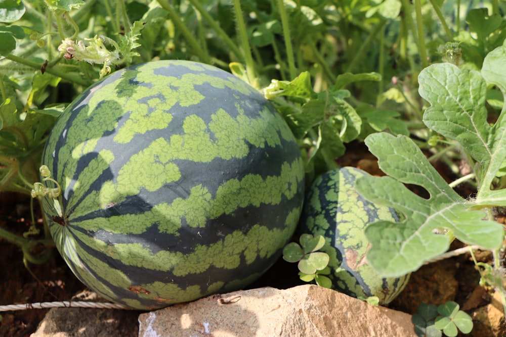 a watermelon on a rock