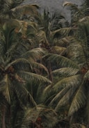 a group of palm trees
