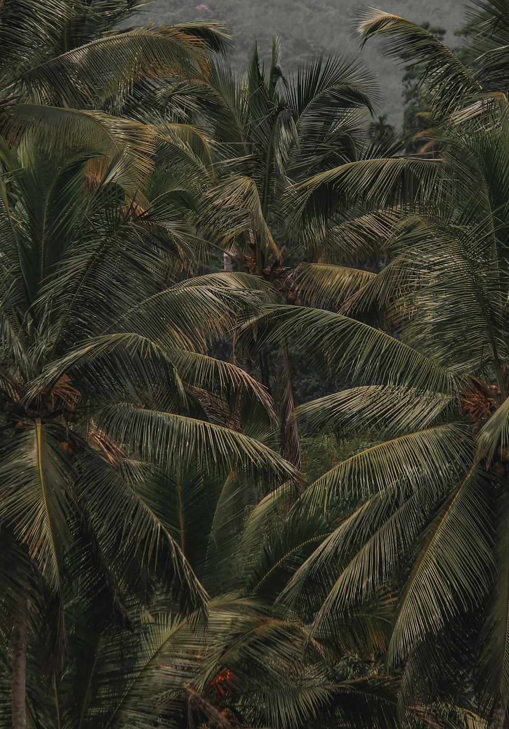 Un grupo de palmeras
