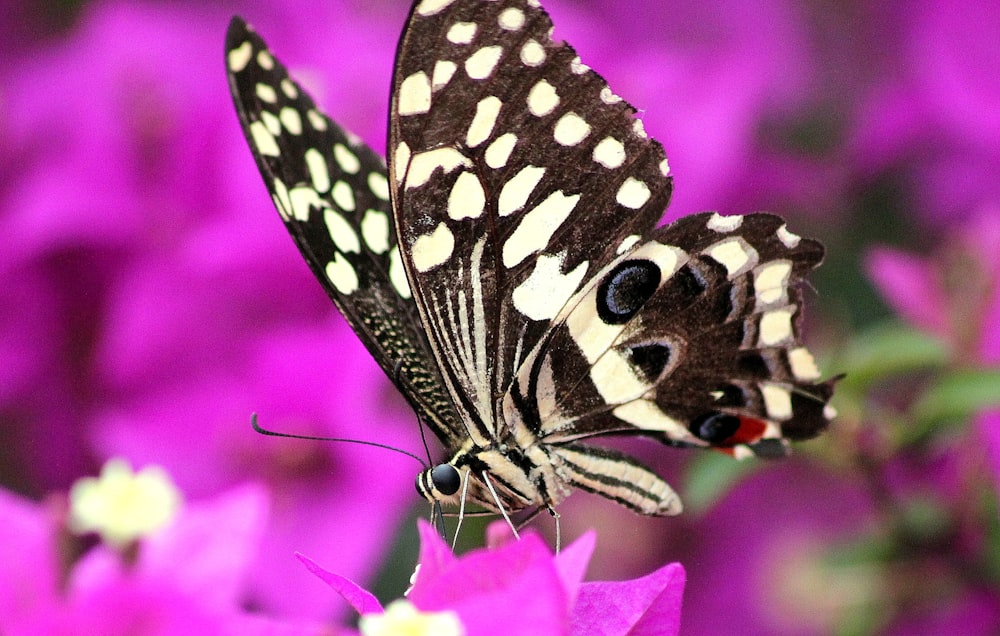 a butterfly on a flower