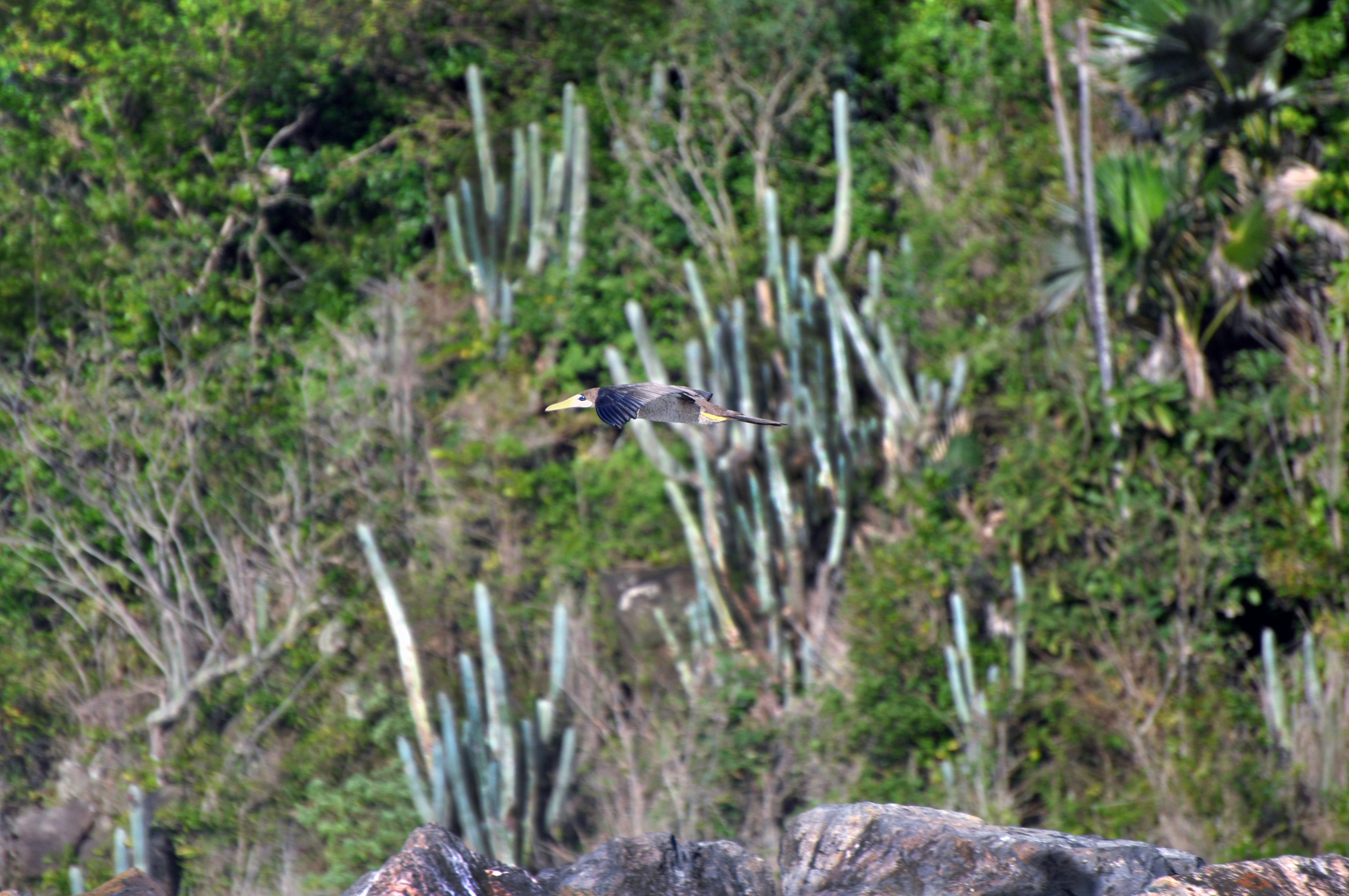 Brown Booby, Sula leucogaster,
