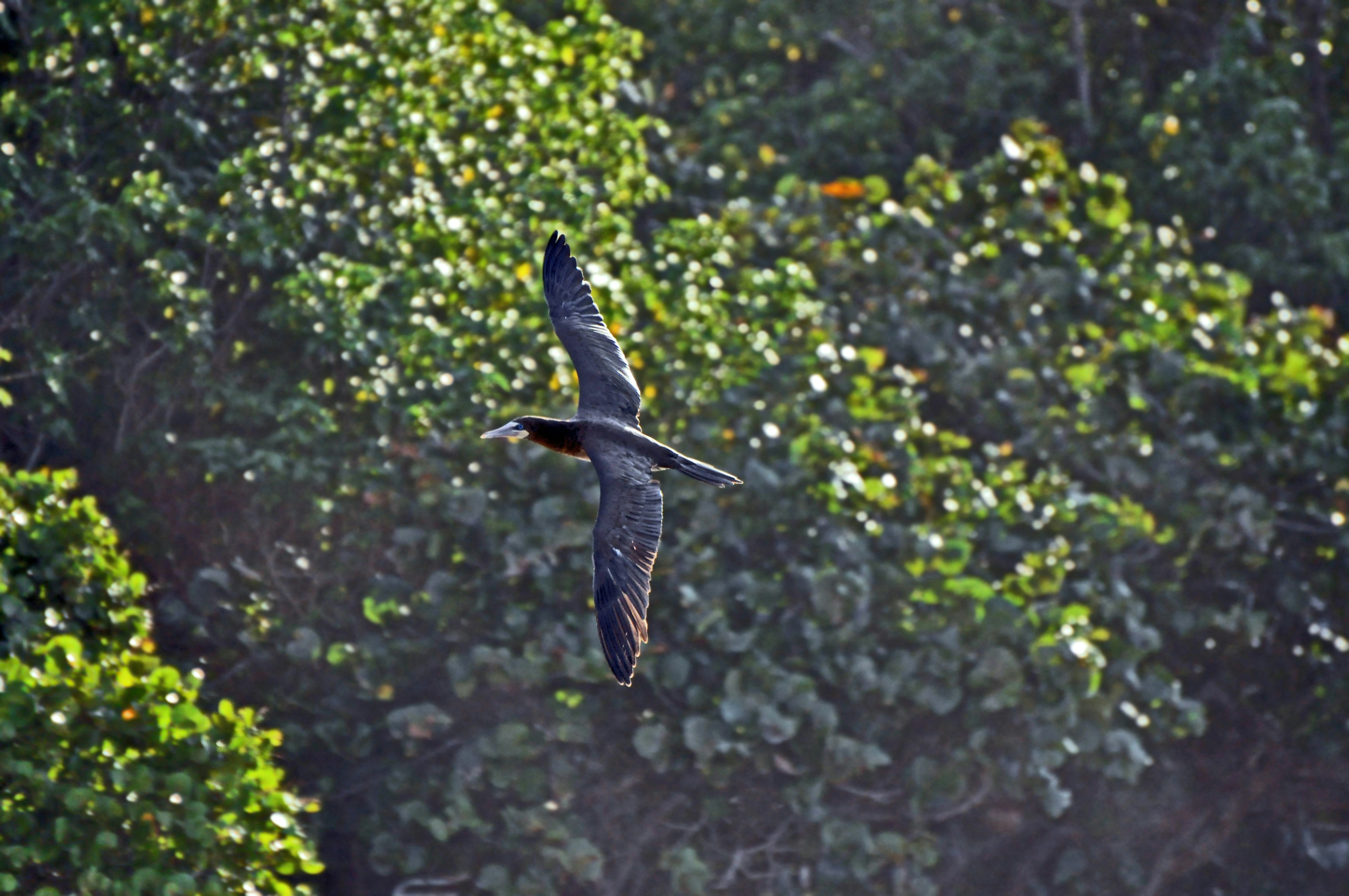 Vögel der Karibik und ihr Schutz (Level B2) — a bird flying in the air