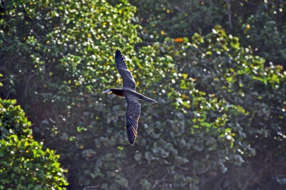 a bird flying in the air