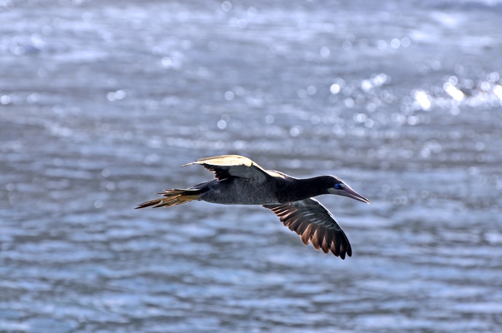 a bird flying over water