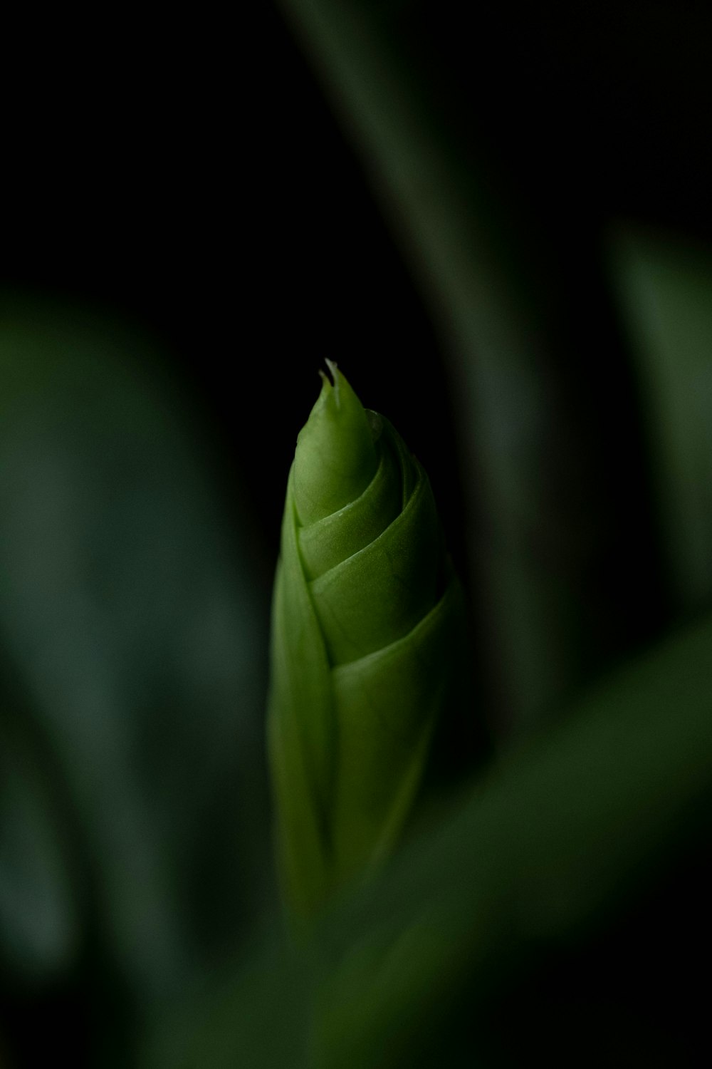 um close up de uma planta