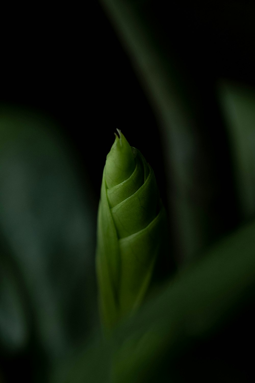 a close up of a plant