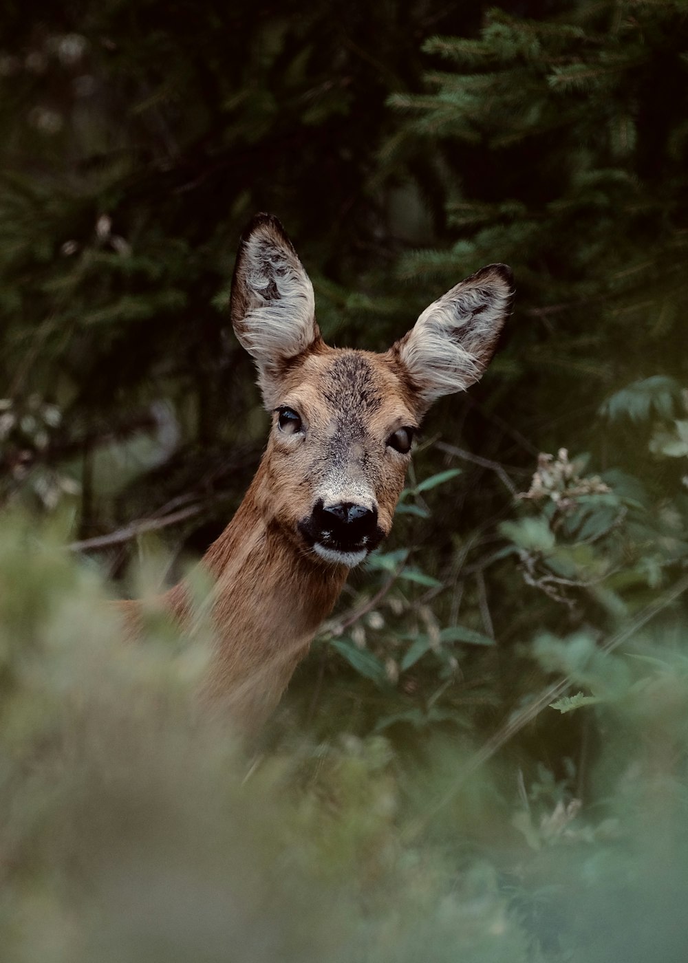 a deer in the woods