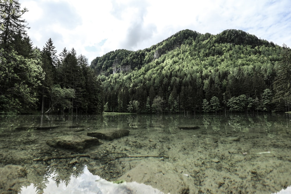 a lake surrounded by trees