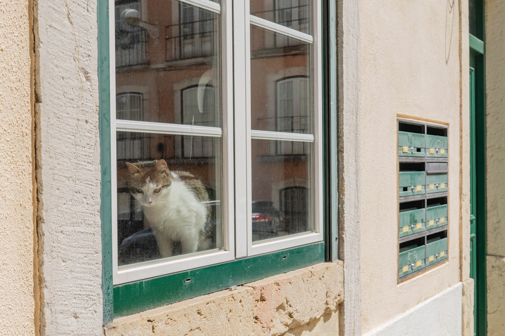 a cat sitting on a window sill
