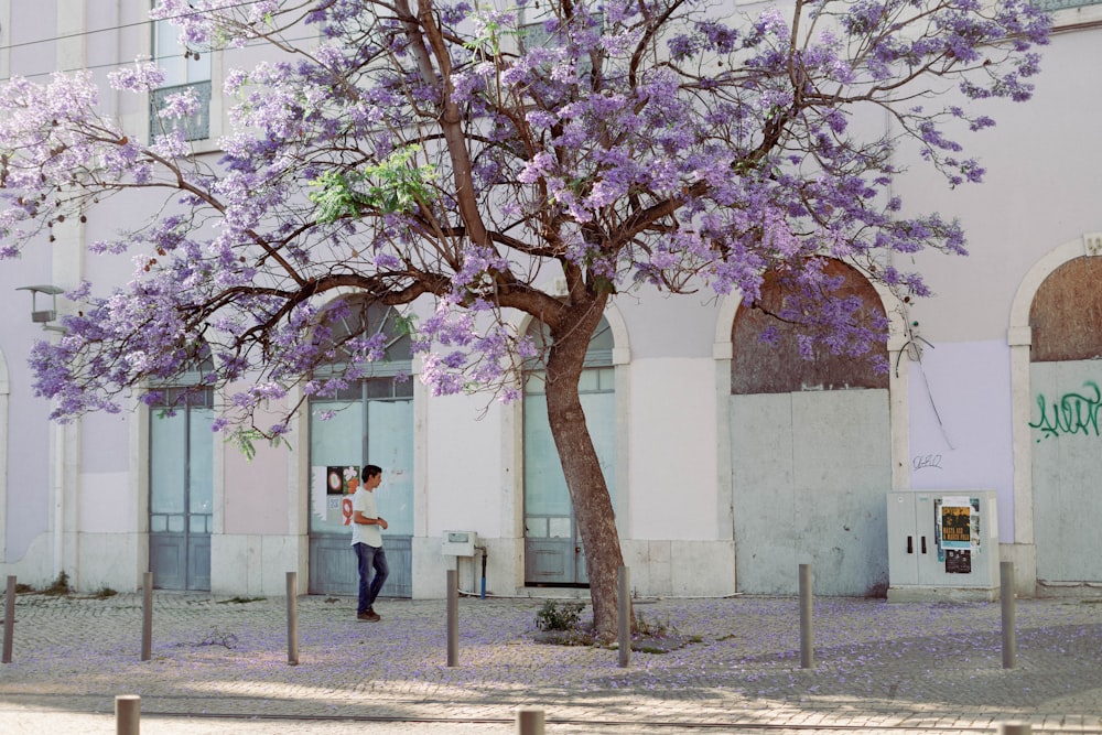 a tree with purple flowers