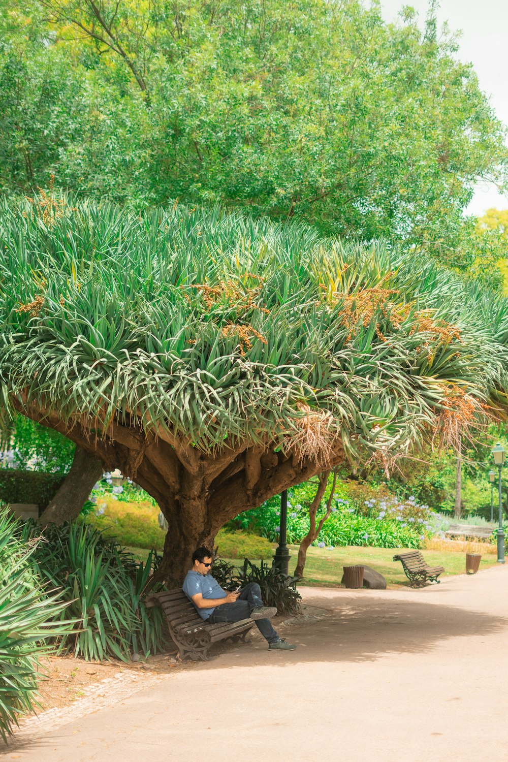 a person sitting on a bench under a tree