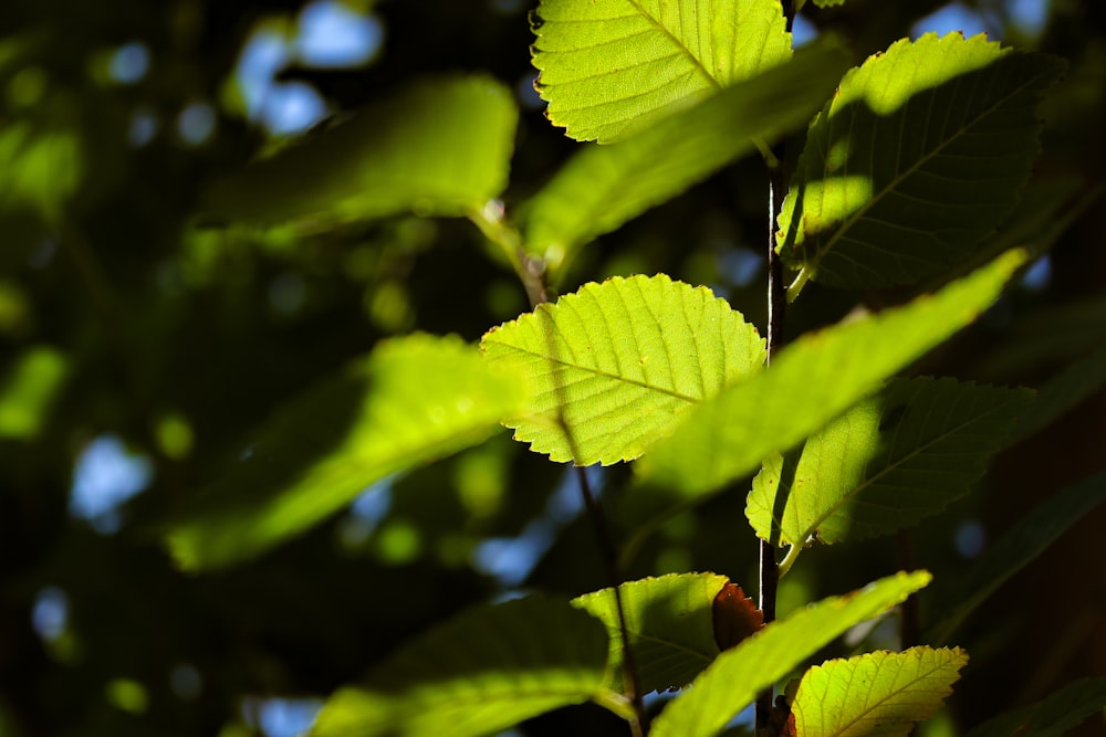 close-up of a green leaf