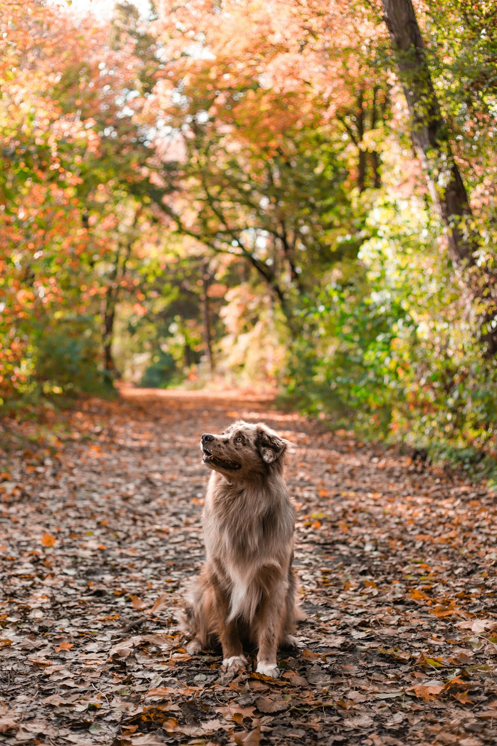 a dog sitting on a path with trees on either side of it