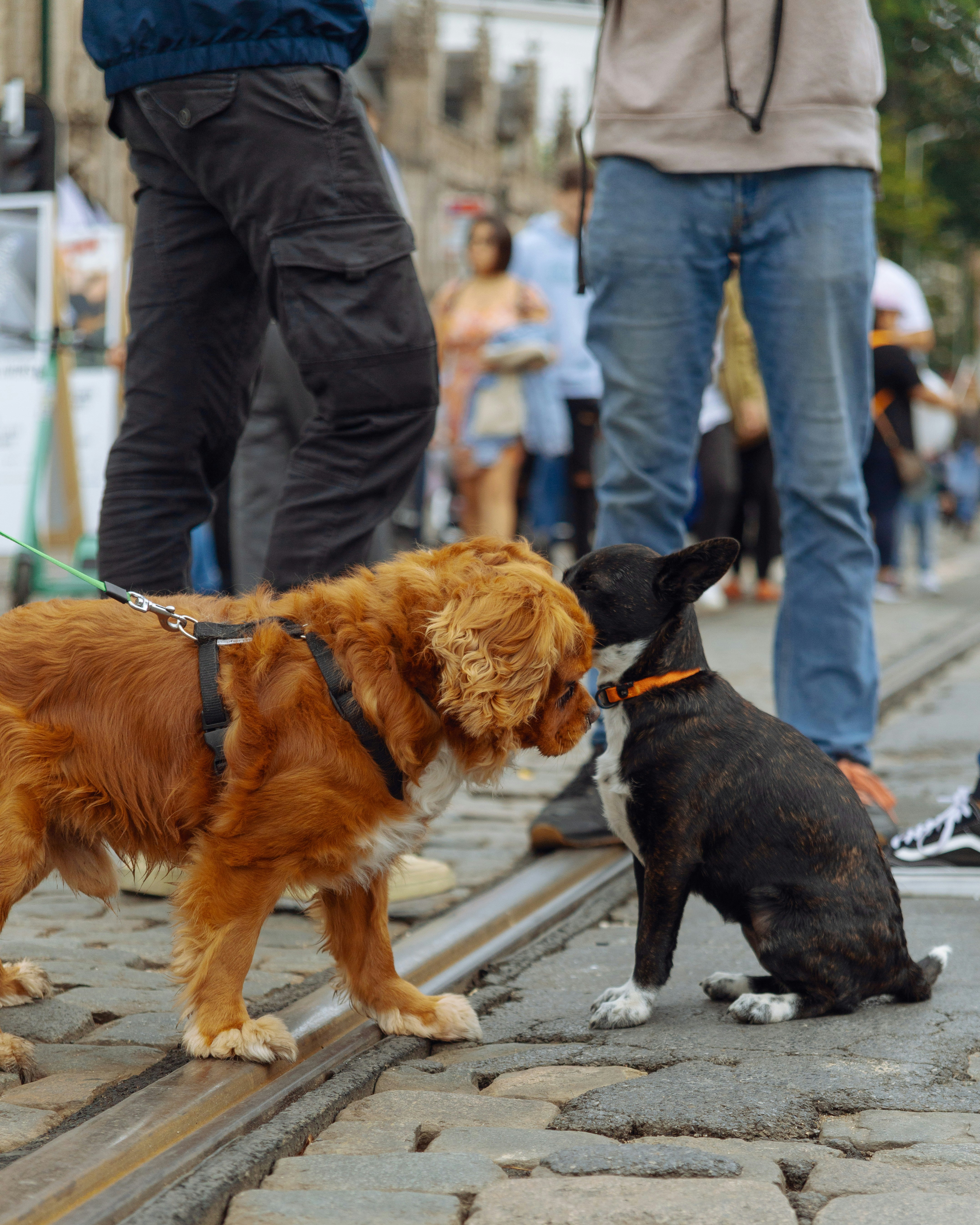 Boston Terrier vs French Bulldog: Key Differences Guide – Talis Us