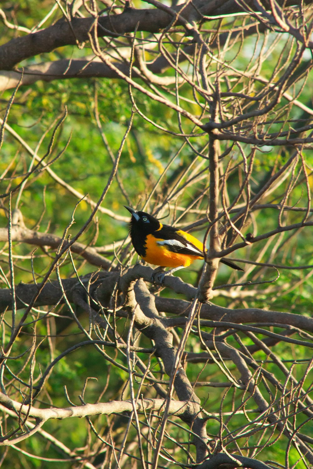 a bird sits on a tree branch