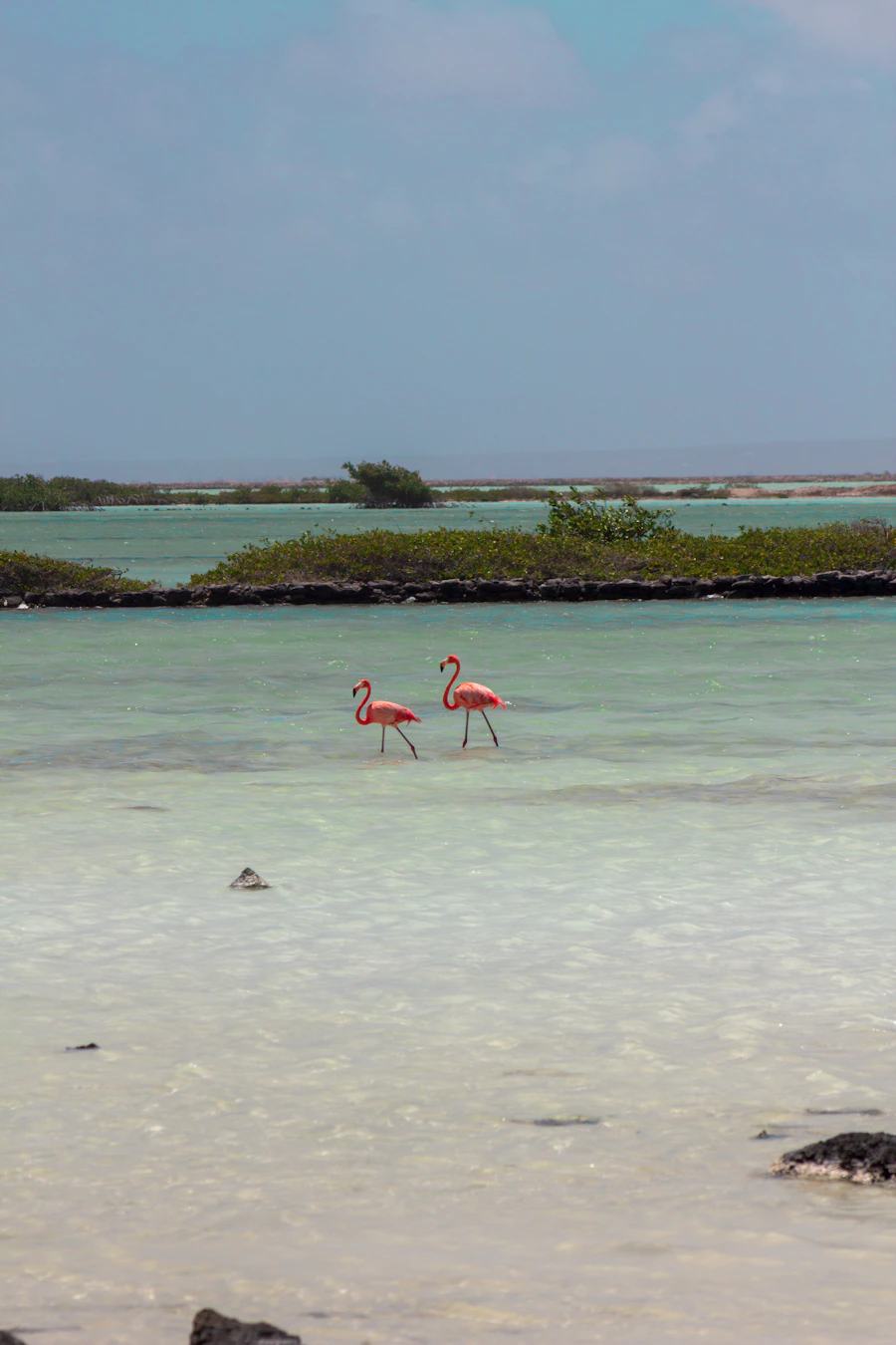 Flamingo's bij Pekelmeer, Bonaire