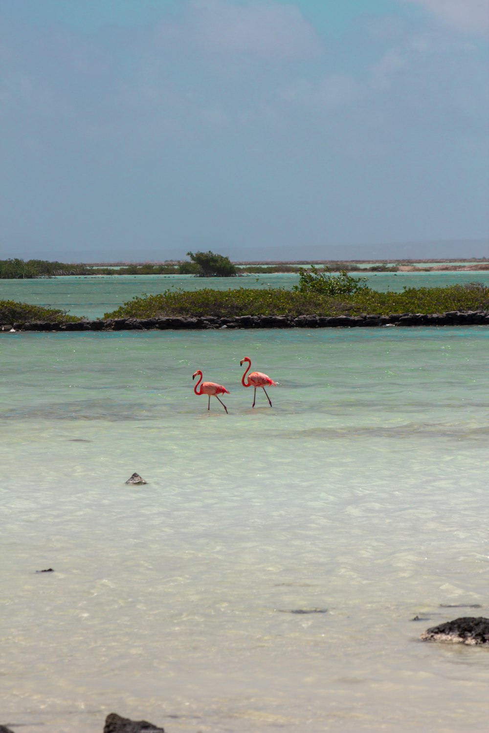 a group of flamingos in a body of water