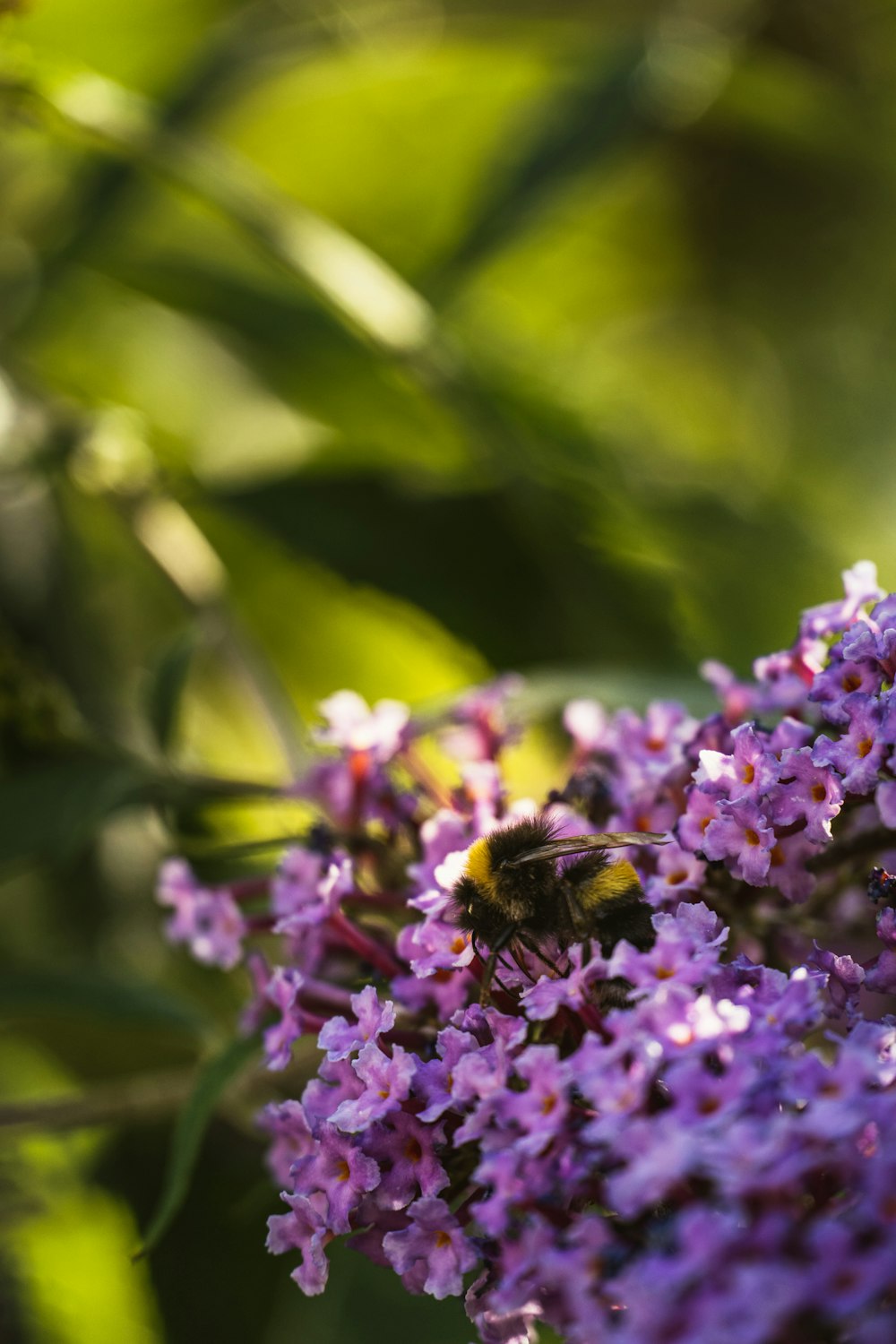 a bee on a flower