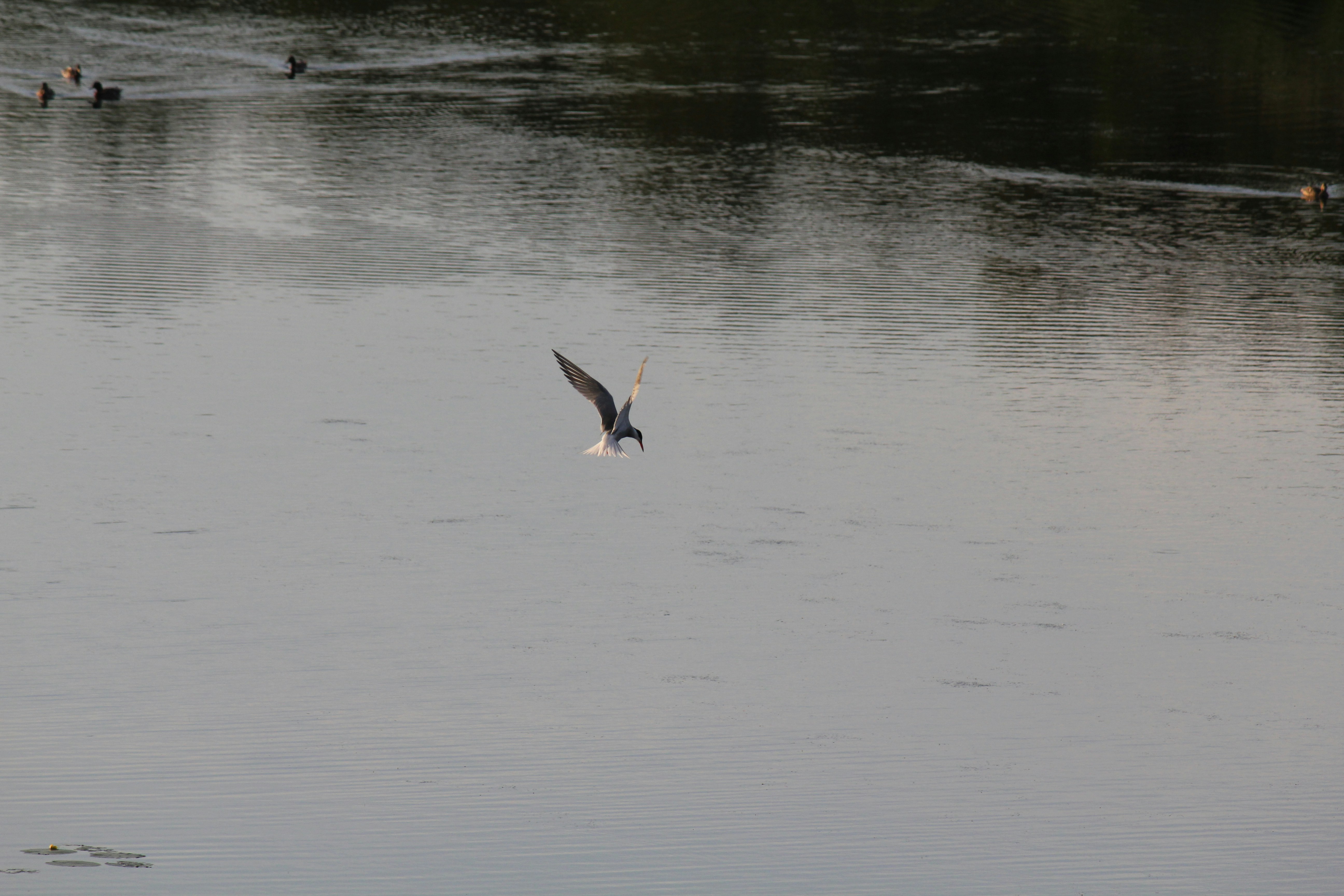 Photo by florizimopio