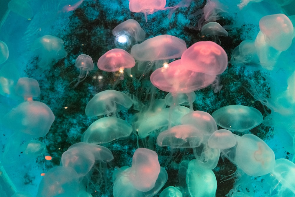 a group of jellyfish in the water