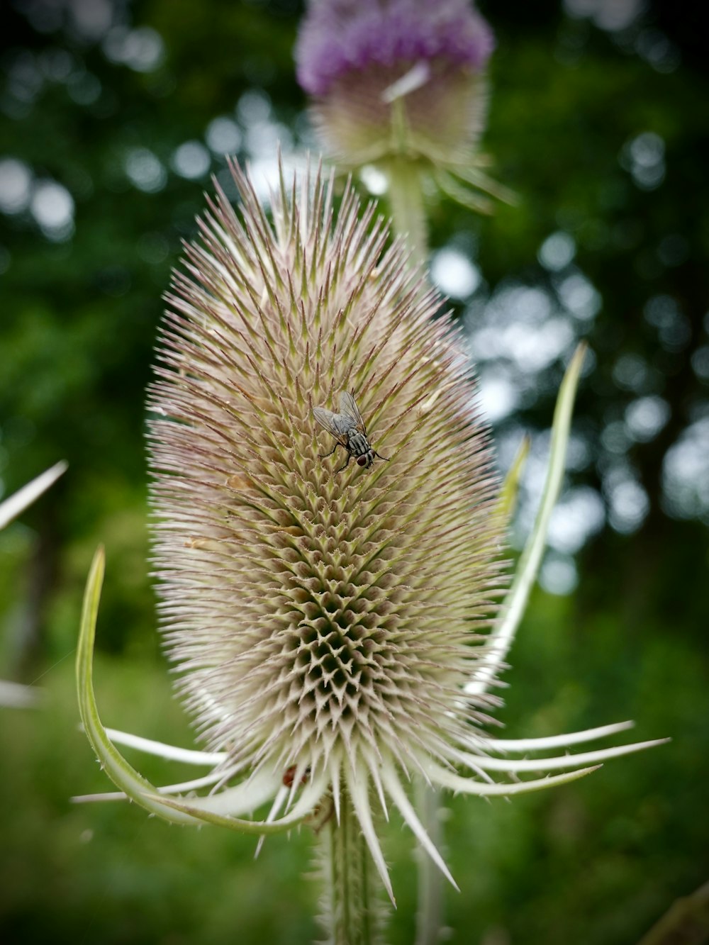 Une abeille sur un pissenlit