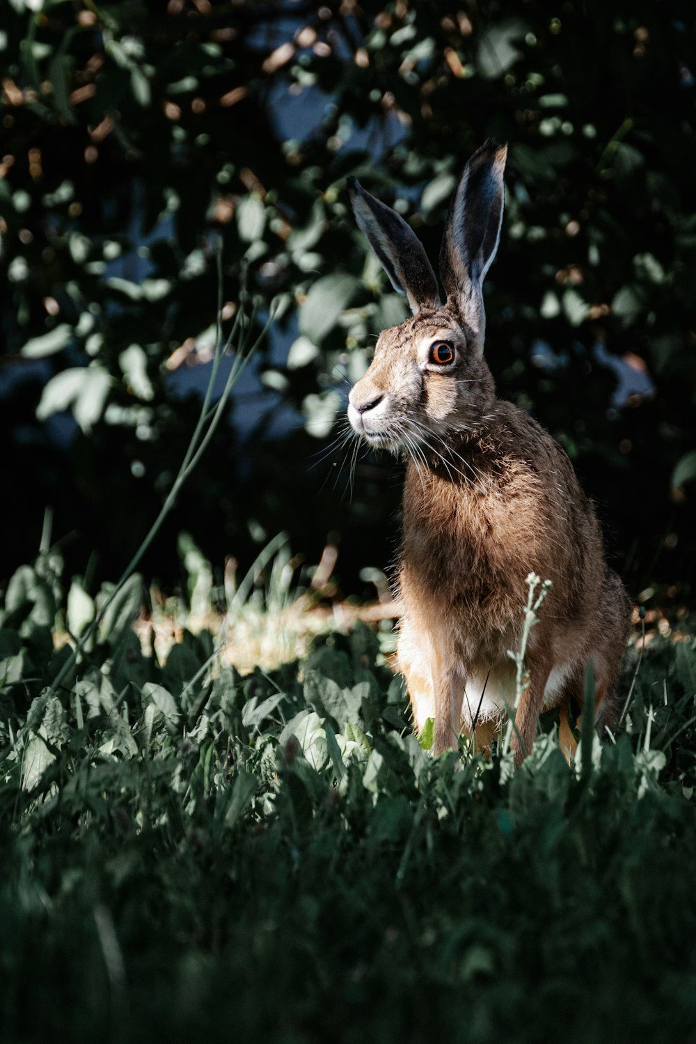 Un conejo en un arbusto