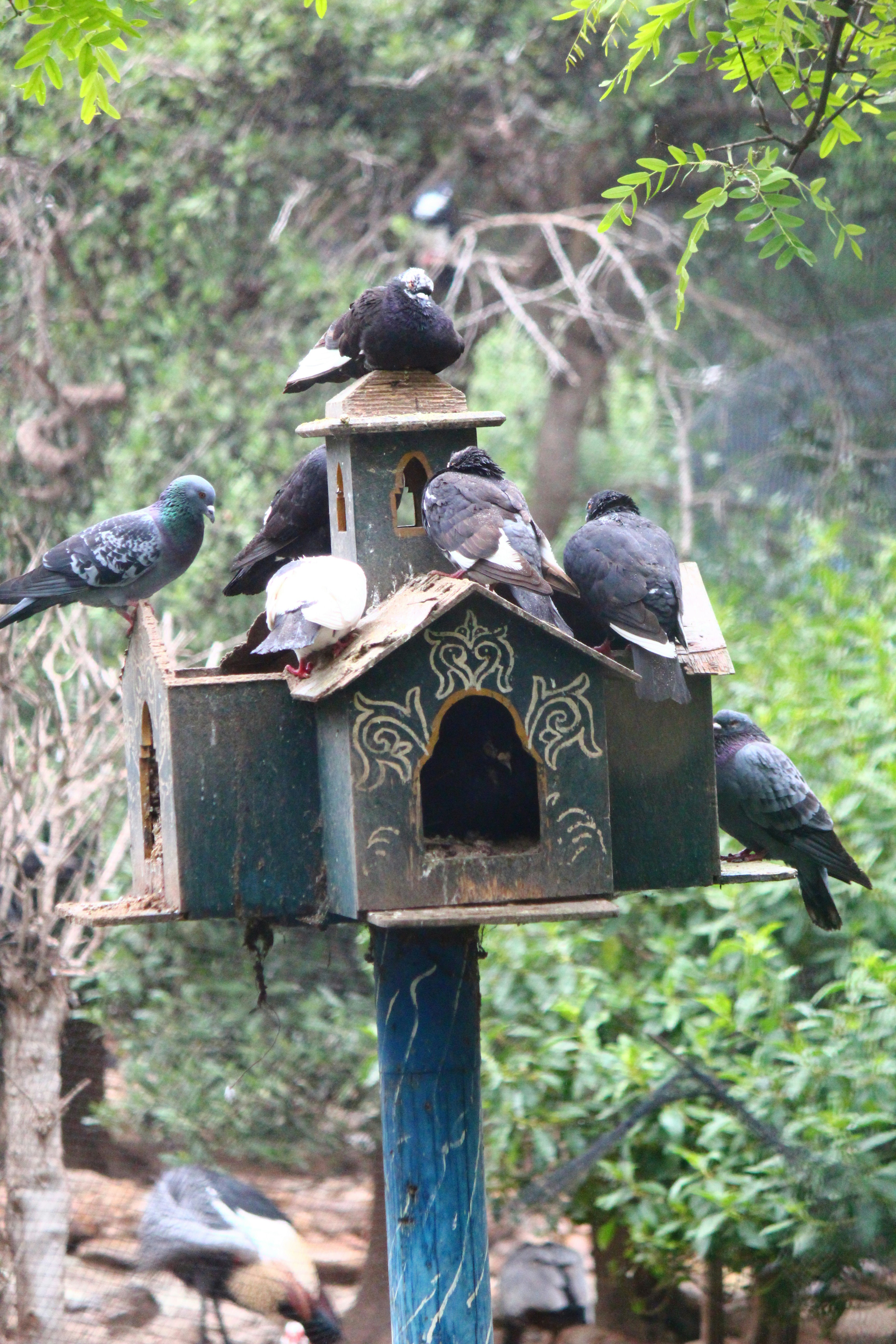 7 Bird Feeding Tips for Planting Bird-Friendly Gardens