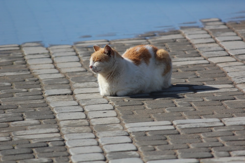 a cat sitting on a brick walkway