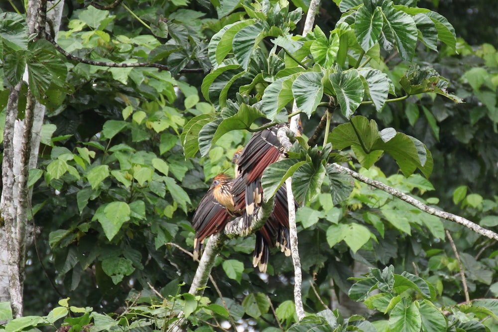 Ein Vogel auf einem Ast