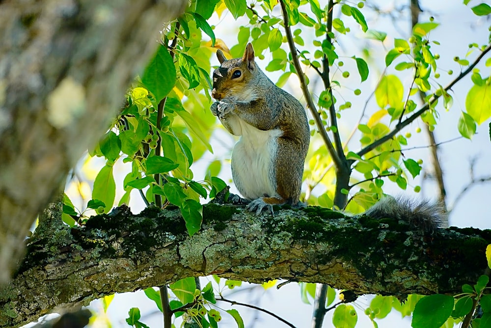 a squirrel on a tree branch