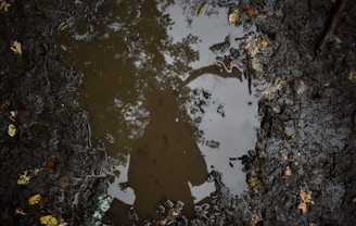 Калиста градинска локва в Куртово Конаре преди изграждането на дренаж.