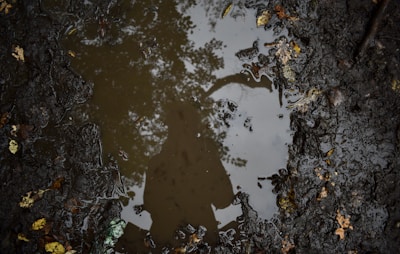 Калиста градинска локва в Куртово Конаре преди изграждането на дренаж.