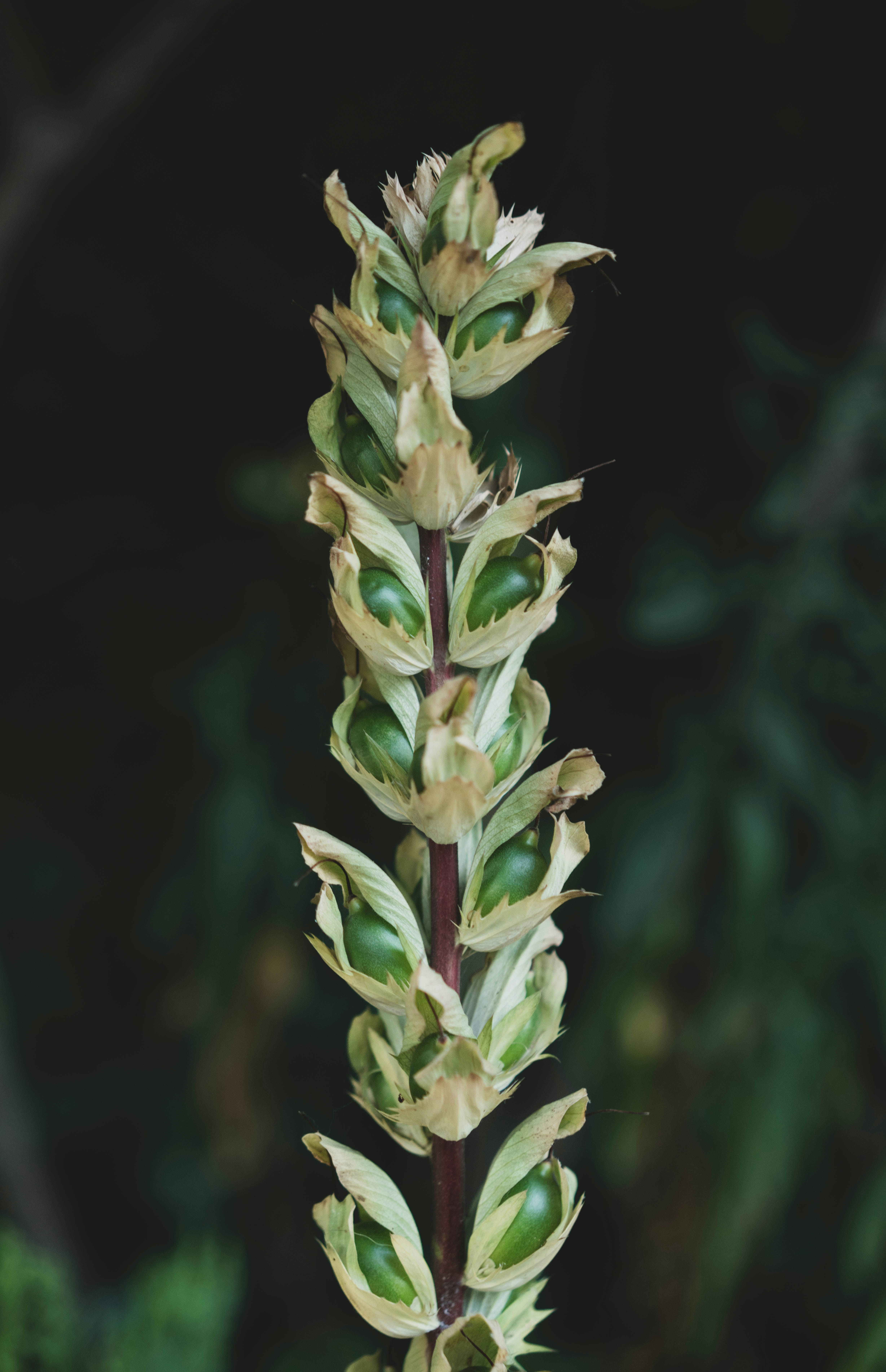 a plant with leaves